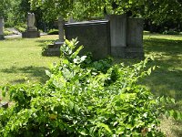 Közép-04 Viola István